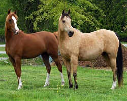 horse-picture